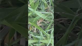 Cuban Tree Frogs #connectwithnature #natureconnection #wildlife #frogs