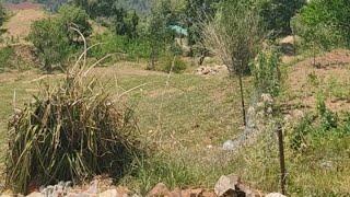 Full 180 Degree Himalayan view Land for sale Dhanachuli Near Mukteshwar Nainital Uttarakhand 