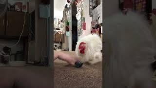 Cotton the House Rooster playing with a toy he got for Christmas.