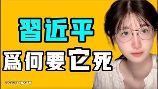 習近平為何要它死！十幾億中國人翹首以盼等來的居然是『最後一根稻草』？七七叭叭TALK第236期