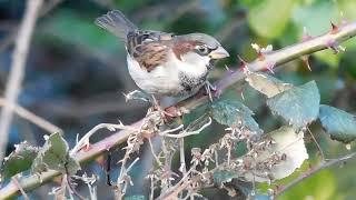 House Sparrows