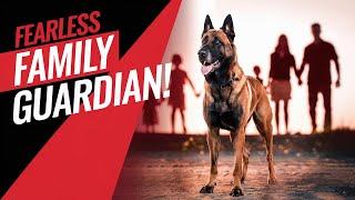 Meet the FEARLESS Belgian Malinois Family Guardian!