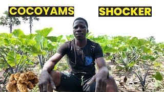 How He Got Rich Farming Cocoyams in Africa