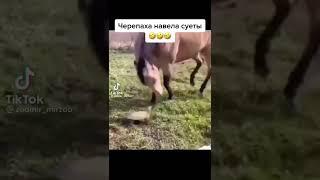 смешные видео ролики