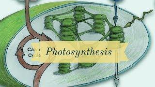 Photosynthesis-Summary Irish Leaving Cert-Only-(Ireland) Leaving Cert Biology Photosynthesis