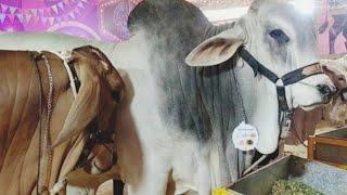 Cute & Beautiful Big Cow 2024 | Amazing Cow 2024 | Razi Ali Vlogs