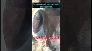 Symptoms of hemorrhagic septicaemia l Dr umar khan