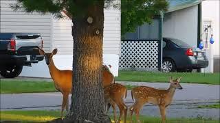 The deer in my city