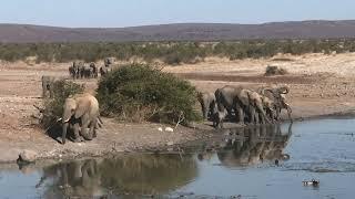 Big Five Glance: Way Of Life Of The Magical Elephants In Africa