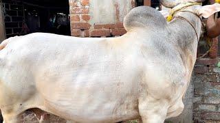 S.R. DAIRY FARM 2023  Beautiful Cow’s Collection at Best Price || Dankuni 1st Galli || Kolkata Cow