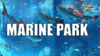 Marine Park Singapore Biggest Aquarium Beautiful Fishes