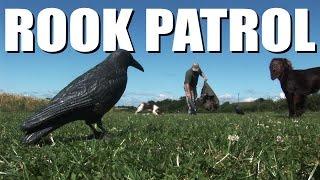 Rook patrol, with the South Somerset Ferreters