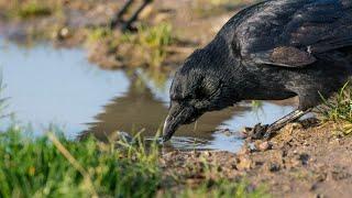 Air Rifle Hunting, Corvids & Woodpigeons Intercepted At A Water Source