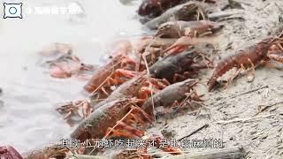 英国小龙虾泛滥快愁哭了【小海绵爱生活】