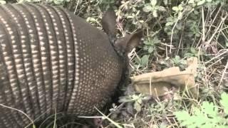 Armadillos(1)