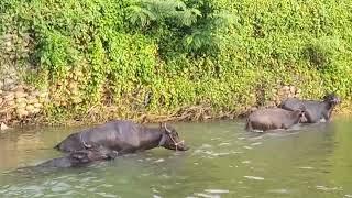 Daily Routine | Buffalo lumangoy sa ilog | Papskang