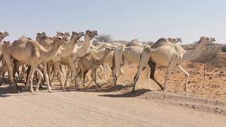 Camels on the R33 near  VanZylsrus in South Africa