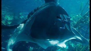 Giant Whale (Tulkun) share to Loak why he is outcast - Avatar The Way of Water #avatar #avatar2