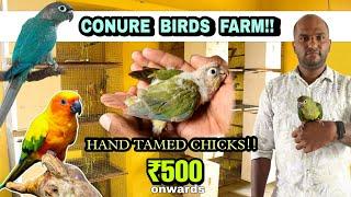 திருப்பூர் இளைஞரின் பறவைகள் பண்ணை!! | Conure birds farm in tamil | Low price birds farm in tamil |