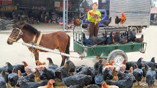 Use Horse Carriage Harvest Lots Of Black Chicken Goes To Countryside Market Sell. Ly Tieu Toan