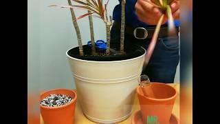 Dracaena marginata propagation (dragon tree)