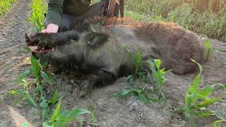 Polowanie na Dziki . STRZAŁ DO DZIKA W DZIEŃ || wild boar Hunting.