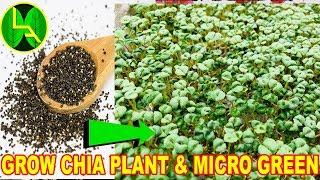 How to grow chia seeds plant and micro green - The Most healthy diet on earth.