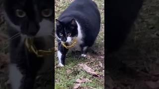 mota dom dom yes yes #mota #music #cat #shortvideo #trending #cutebaby #viral #newvideo #cr7 #cute