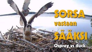 Sorsa törmää sääksen pesälle / A duck trespasses the osprey nest (9.5.2023)