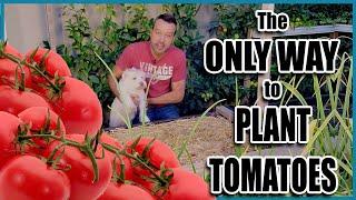 How to PLANT TOMATOES (the Best Way) 