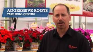 SunPatiens®: Grower and Landscaper Benefits