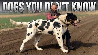 10 Most Unknown Working Dog Breeds