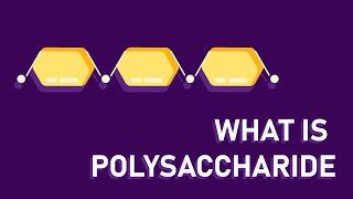 What are polysaccharides?