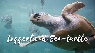 Back from the Brink - Season 4 Episode 5 - Loggerhead Sea-turtle