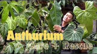 Anthurium Care & Propagation tips + MASSIVE Rescue Effort with SATISFYING Updates!