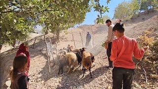 The Dynamics of Life: A Documentary of How the Becker Family Raised Sheep in the Mountains