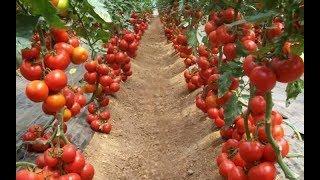 WOW! Amazing Agriculture Technology  - Tomato