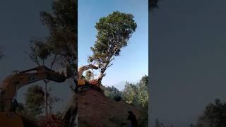 excavator big tree remove simlays#shorts#viral #skdvolg