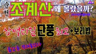 순천 남도 삼백리길 조계산 지금 단풍 최고 절정/송광사 홍골 단풍나무길 장군봉 보리밥집 선암골 단풍나무길 *왜 이제 알았나? /군립공원 100대명산 등산 가이드17.8km