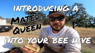 HOW TO: Easy Way of Introducing a Mated Queen into a Queenless Bee Hive Effectively - Beekeeping 101