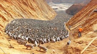 China Relocated a Million Rabbits to the Desert, a Year Later the World Was Shocked