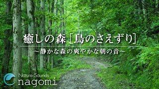 【自然音】癒しの森の音［鳥のさえずり］静かな森の爽やかな朝の音｜作業・集中・睡眠・リラックス・瞑想｜ASMR Nature Sounds