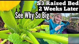 Hand Pollinating Zucchini & How To Grow $3 RAISED BED Container Garden Dishpan Small Space Gardening