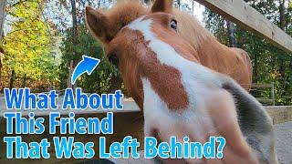 What About The "Buddy Sour" Horse That's Left Behind?