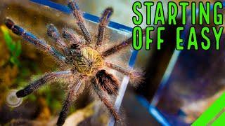 Top 10 Beginner Tarantulas YOU Overlooked!