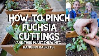  How to Pinch Fuchsia Cuttings (and Plant Them) 