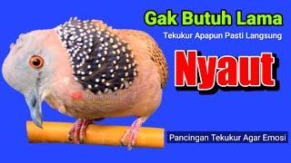 SUARA BURUNG tekukur gacor NGEPLONG TARUNG ini paling AMPUH buat PANCINGAN TEKUKUR agar EMOSI