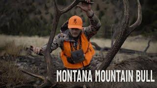 Matt Murdock's Montana Mountain Bull