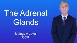 A Level Biology Revision (Year 13) "The Adrenal Glands"