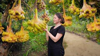 Tropical Fruit Garden Harvest | Harvesting Custard Apple - Cook delicious food with 2 orphans